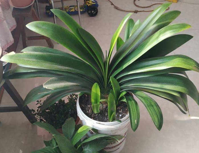 君子兰夹箭不开花,找根棉签擦一下,花箭立马钻出来!