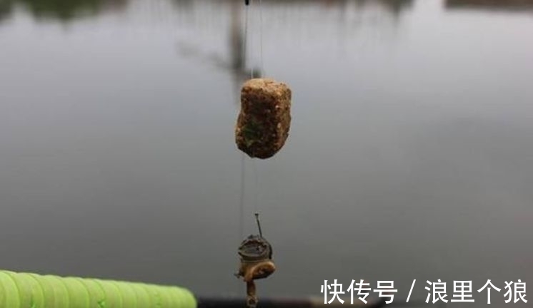 黄辣丁|钓野生大鲤鱼的“秘密饵料”,说出来你可能不信,但真的有效!