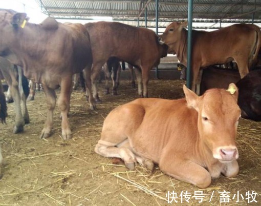 致病菌|新生牛犊拉稀用什么药?牛犊拉稀用什么药最快?本文有完整方案