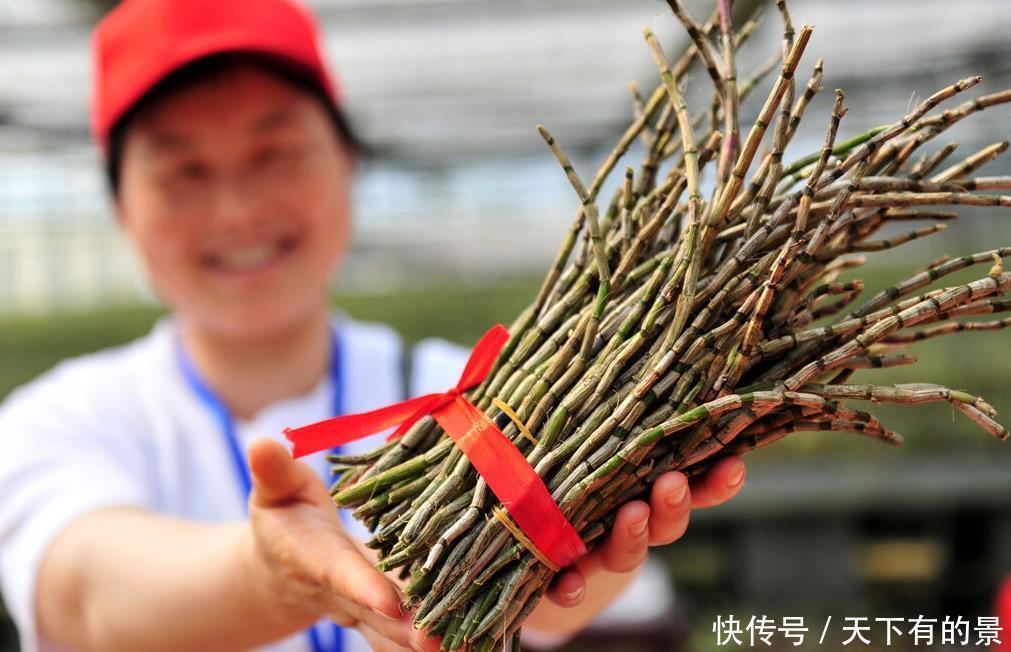 这6种植物是生活的好帮手,家里养一盆,好看好养还可备不时之需
