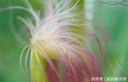 降糖|玉米须泡水喝,有4大功效,记住“一个搭配”,功效翻倍!