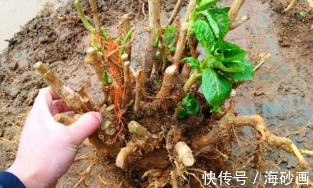 绣球|喜欢逛花市，碰到5种老桩不要买，开花少难养活，影响心情浪费钱