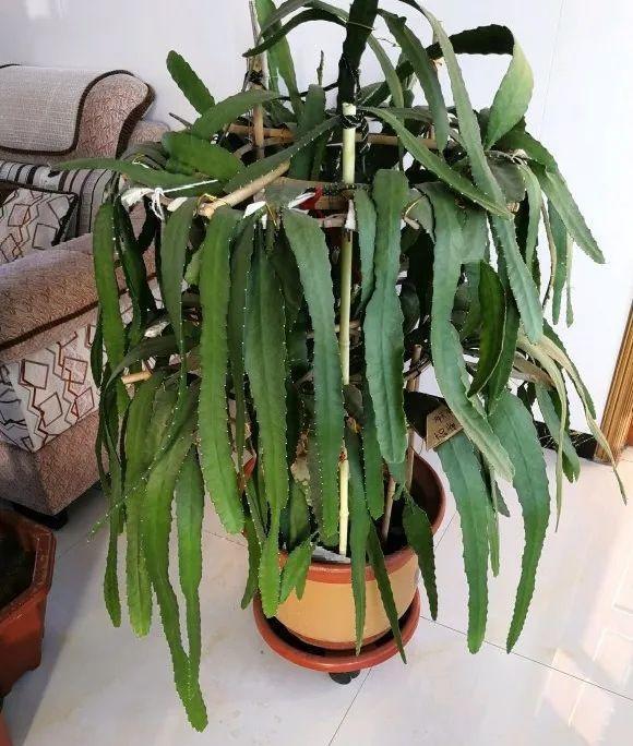 嫁接|嫁接达人,玉树嫁接长寿上,花友直呼内行!