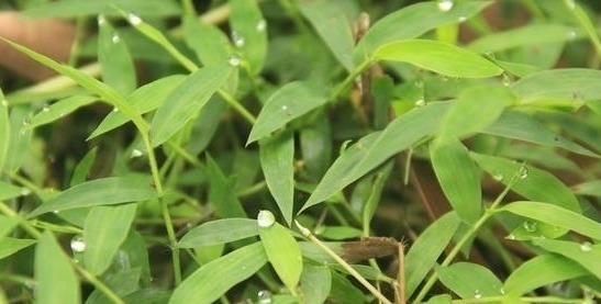 过去农人看见就拔的“荩草”,样子长似竹叶,其实是“帝王草”