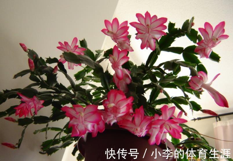 12月养蟹爪兰,做好“2少2多”,花量大开花艳,轻松爆盆