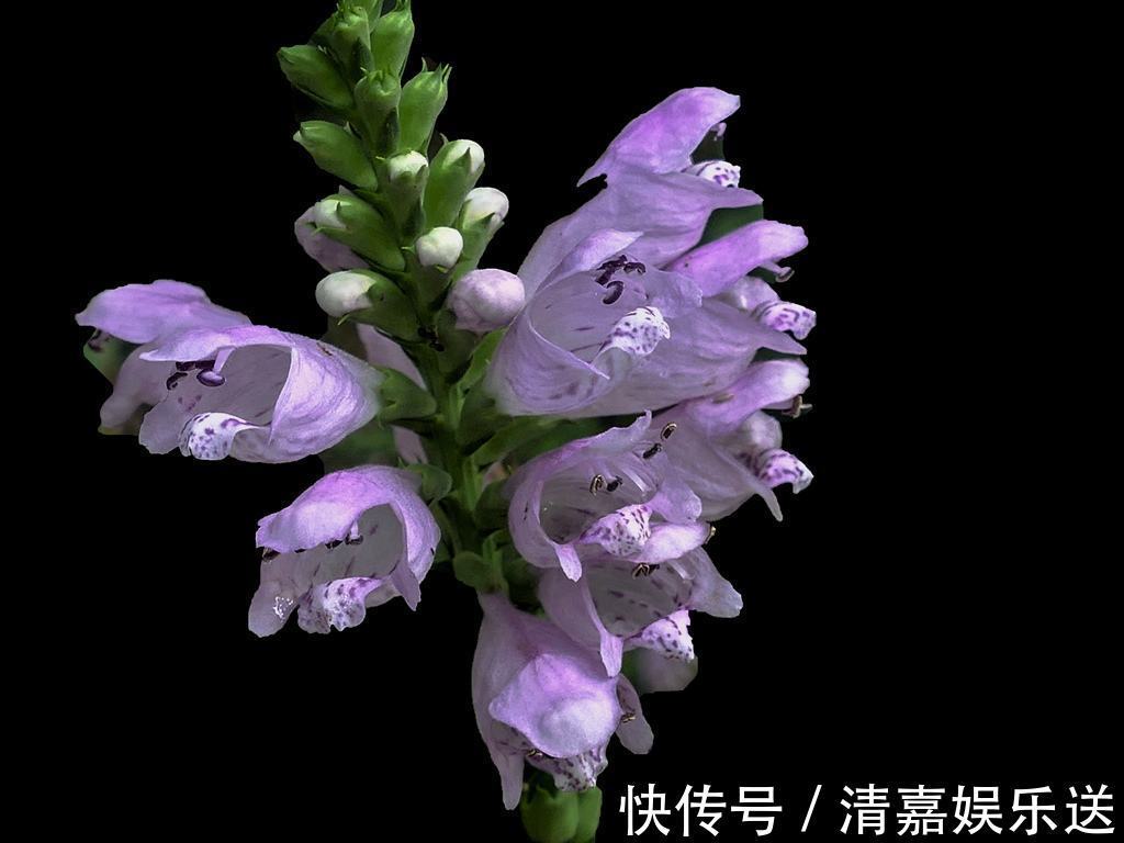 龙头|名字最奇特的花之一,玫红女王假龙头,很多人看到却叫不出名!