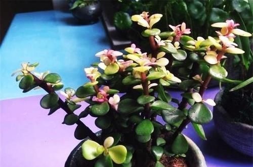 金枝玉叶是马齿苋吗?怎么样施肥和浇水,才能让她真正成为金枝玉叶呢?