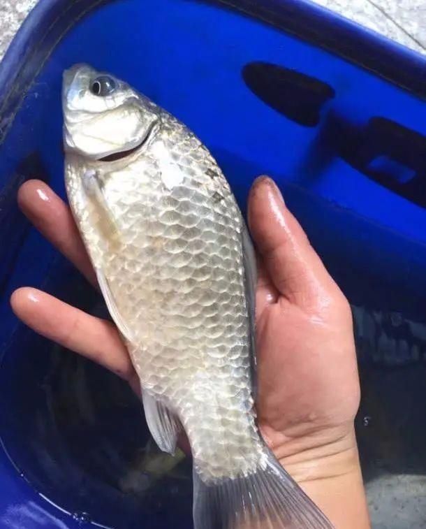 缠线|用小钩细线总是“缠子线”教你几招实用的,保证不打结不缠线