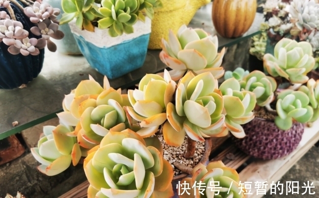 如果不说是白凤，大家能认得出来吗？控养的白凤，完美逆袭