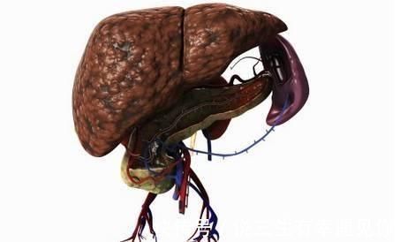 老爷子|104岁老人养肝方法：肝损伤，不要慌张，学会这4事，肝或慢慢柔软