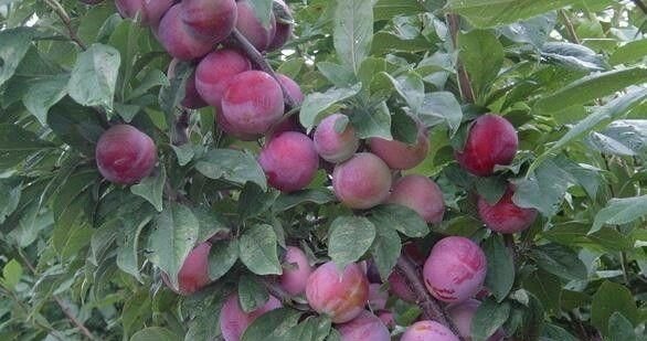 妇科病|女性常吃此物，再贵也别省，防妇科病，皮肤红润细腻，排子宫肌瘤