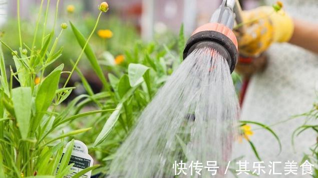 盆土板结怎么办,做好这些,盆土常年松软,盆栽长的旺不黄叶