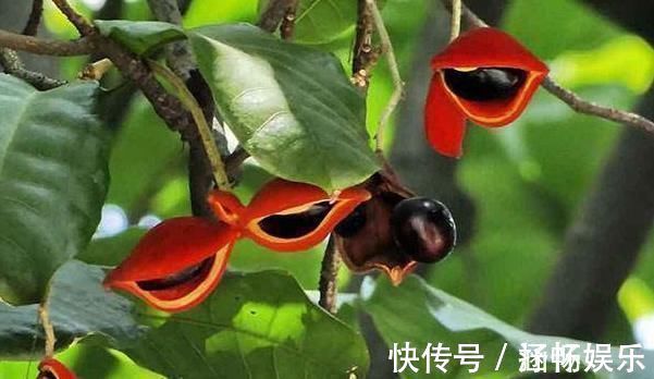 凤眼果|它是长在树上的“花生”,农民们视为珍贵野果,很多人见过没吃过