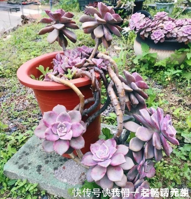 花友|这“三多肉”是普货之王,遇水易长又“耐寒”,冻一冻叶色更鲜艳!