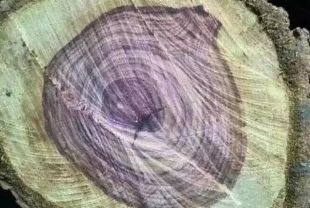 不止|冒充海黄的玩意儿,可不止紫檀柳!