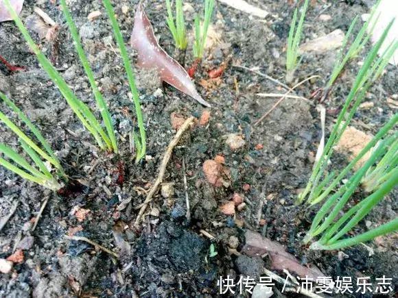 施肥|阳台种小葱,注意3点,叶子猛蹿,割了一茬又一茬,收获不断!