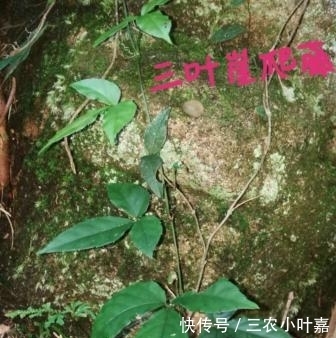 植物名实图考|这种抗癌的中草药只有中国特有，你们家乡有吗？