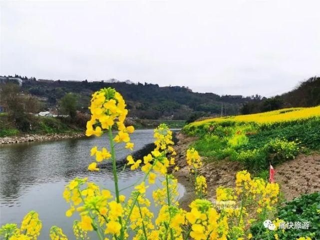 内自边界行——漫步威远河畔的油菜花田