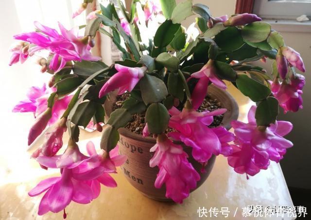 蟹爪兰|蟹爪兰叶子软塌，难复花，“根源”在这里，解决后重新饱满猛开花