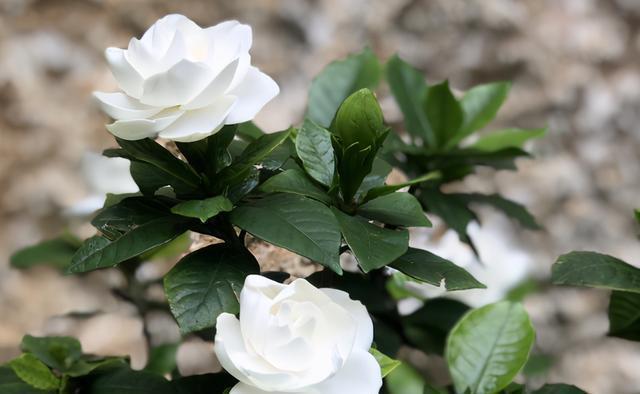 金桂|几种植物全身“飘香”,香味经久不散,家里摆上一盆,生活更舒适