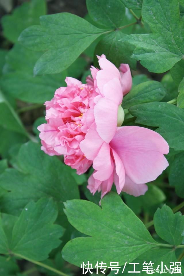 始吐|皮日休:落尽残红始吐芳，佳名唤作百花王