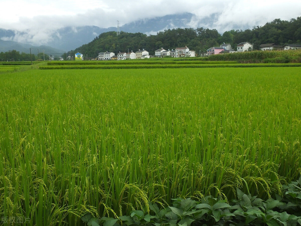 必要项|满足这5个条件,土地流转合同的签订才算是有效