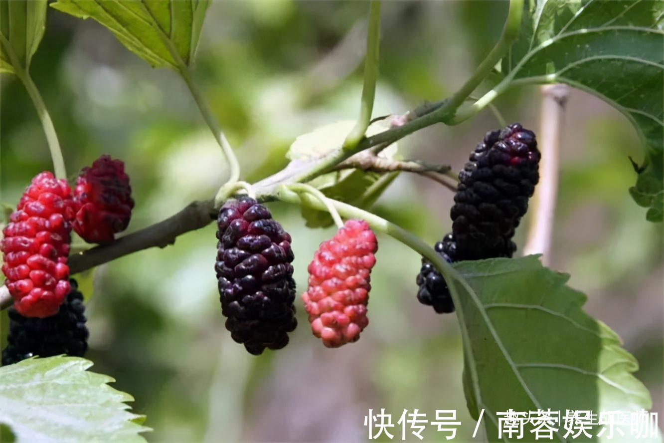 桑葚|女性要排毒,离不开3种食物,补水护肤,排毒抗衰,清除体内毒素