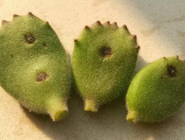 植株|夏天养花,花友们常有的“坏毛病”,难怪花草烂根、黄叶