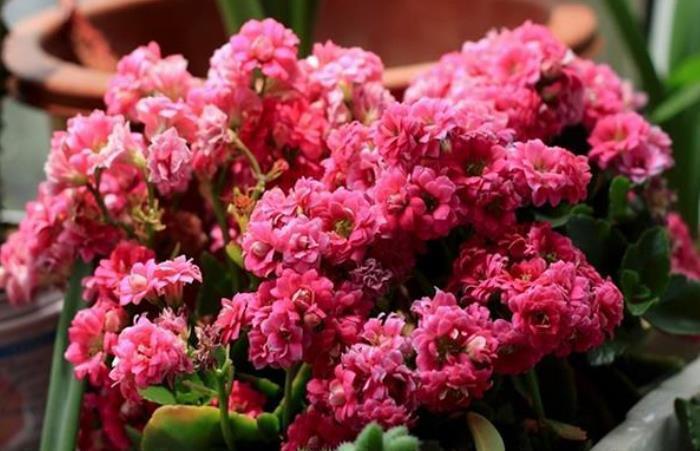 光照|长寿花想继续开花,3件事情不能做,否则只长叶,很难再次开花!