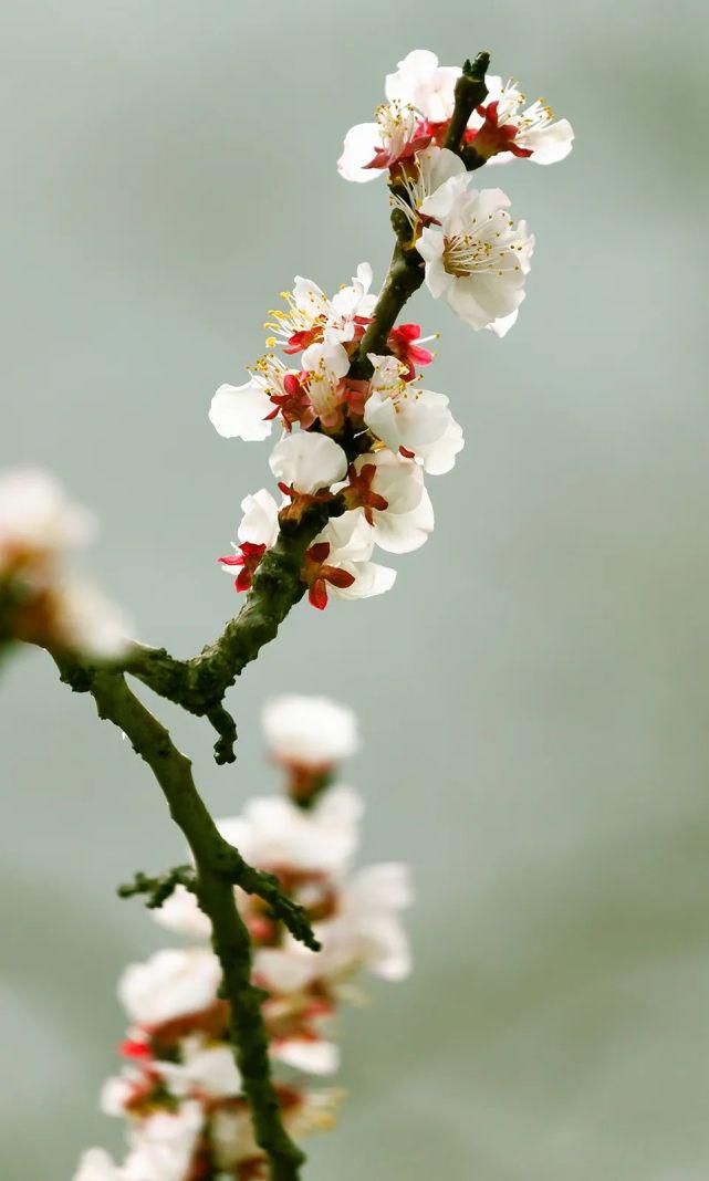 又是一年春意暖,杏花枝头闹