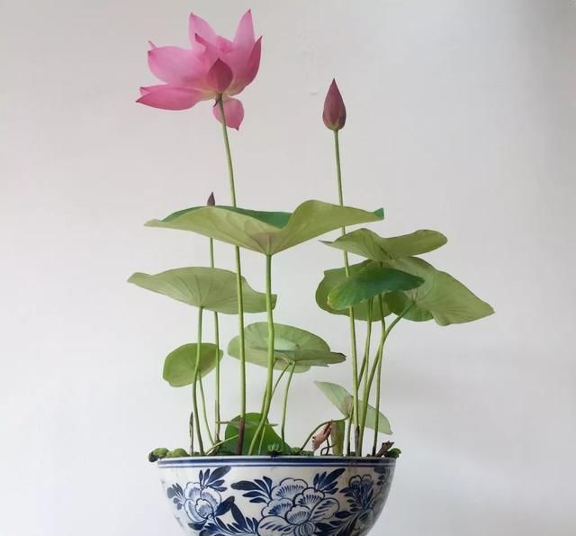 深受古人喜爱的10种花草，每种都历史悠久