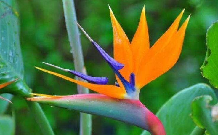 4种花是爆盆能手,开起花来“拦”不住,家里养一盆,招财又纳福