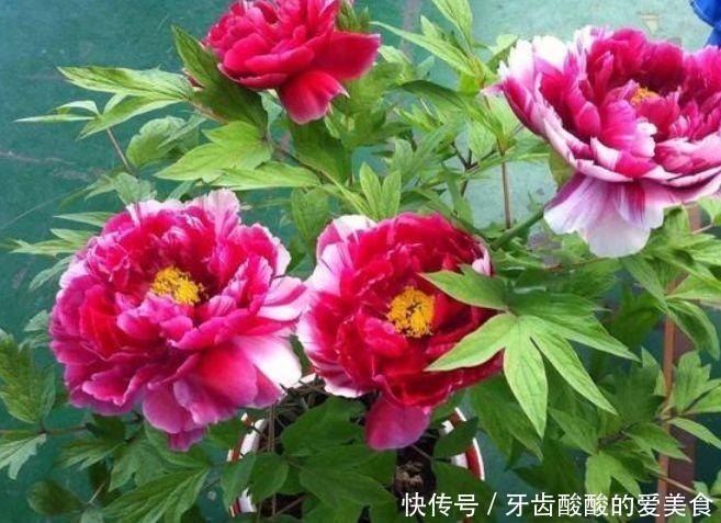 几种花卉便宜又好养,阳台盆栽上几盆,全年开花不停