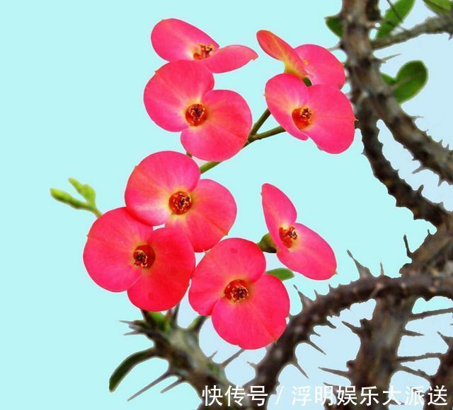 爆盆|养花就养3种花,随便养养就爆盆,一开300多天,全年不断花!