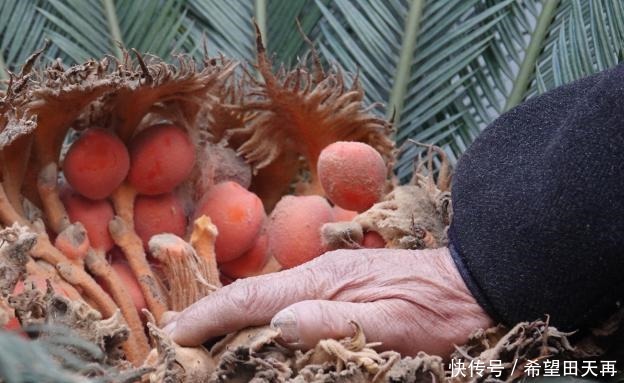 奇观!“千年不遇”的铁树真的开花了