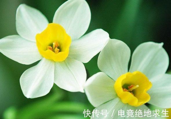 农历十一月大雪过后,养什么花?家里养3种花,生活幸福喜乐无忧