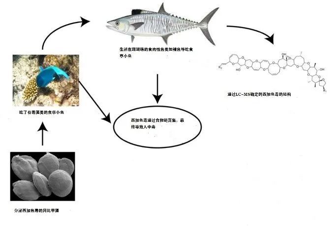 珊瑚|吃海鲜注意！没有特效药，你可能也中了这种海鲜毒