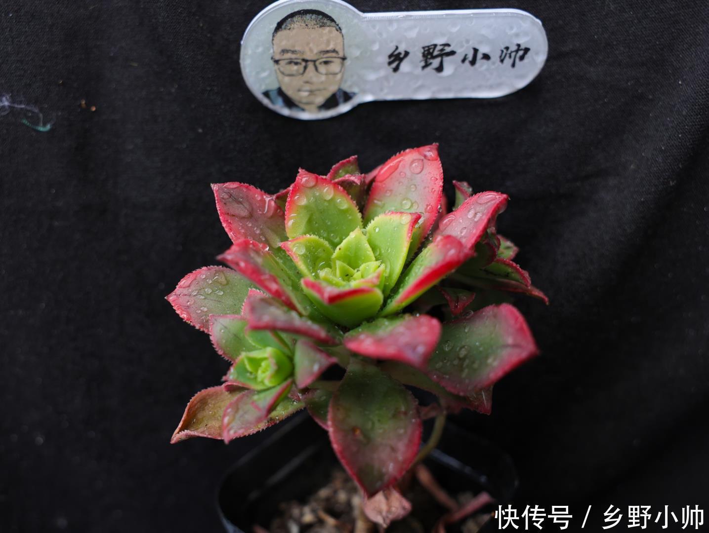 春秋型|夏种型多肉 、冬种型多肉、春秋型多肉，原来多肉还可以这么分