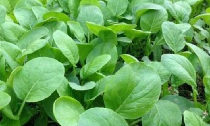 养花不如种菜,“4种菜”种阳台,结果量大,随吃随摘,够全家吃