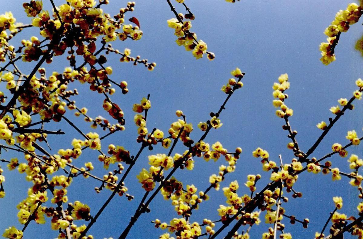 腊梅花叶子发黄干枯,和4点有关,做好后叶绿苗壮开花多