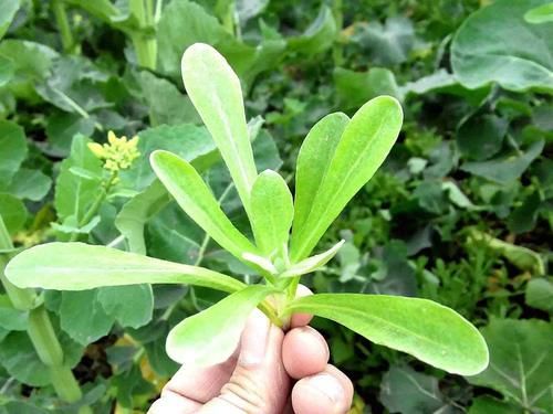 长在水田的一种野菜，俗称“水牛花”，药食两用，若见到就摘点