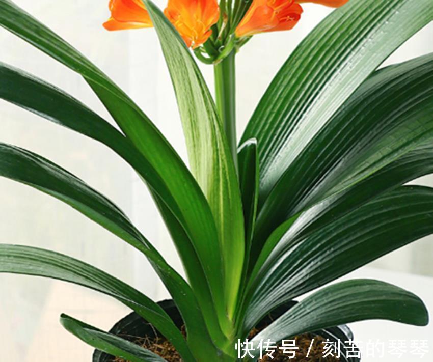 三种不花钱的植料,用来养殖兰花和君子兰真不错,经验分享