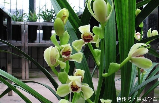 喜欢兰花就养建兰,重点只有2个,越养越上瘾,花朵艳丽满屋飘香!