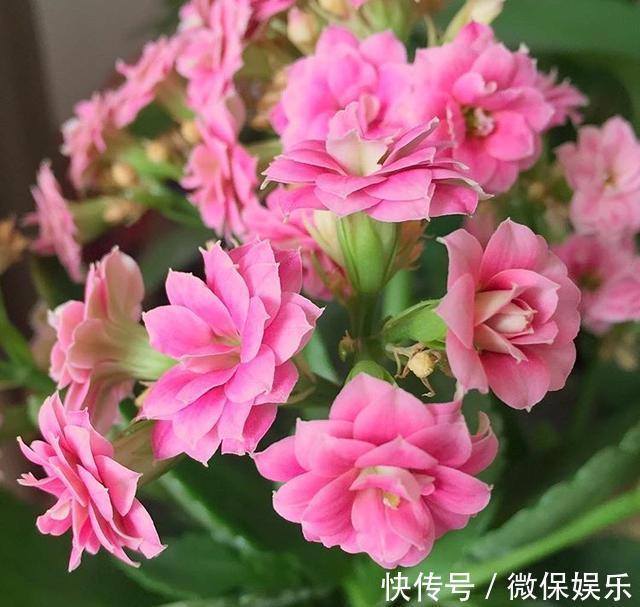 花盆|养殖长寿花,喂点“肥料”,一个月后就会很快“爆盆”