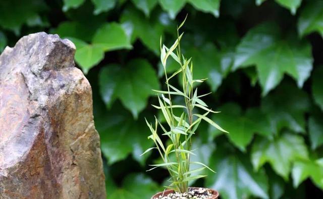 叶子|家庭盆栽里的“小精灵”,叶子翠绿,生机勃勃