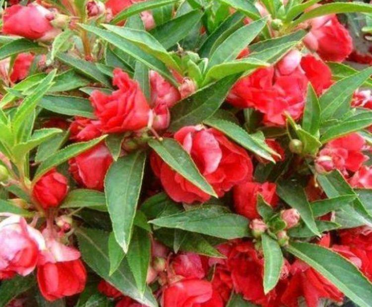 几种花超漂亮,个个美的出奇,谁看了都想养,一养就上瘾!