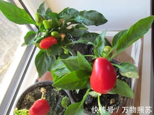 蛋壳|拿到蛋壳别急着养花，按“这要求”处理，给植物施肥才不出问题