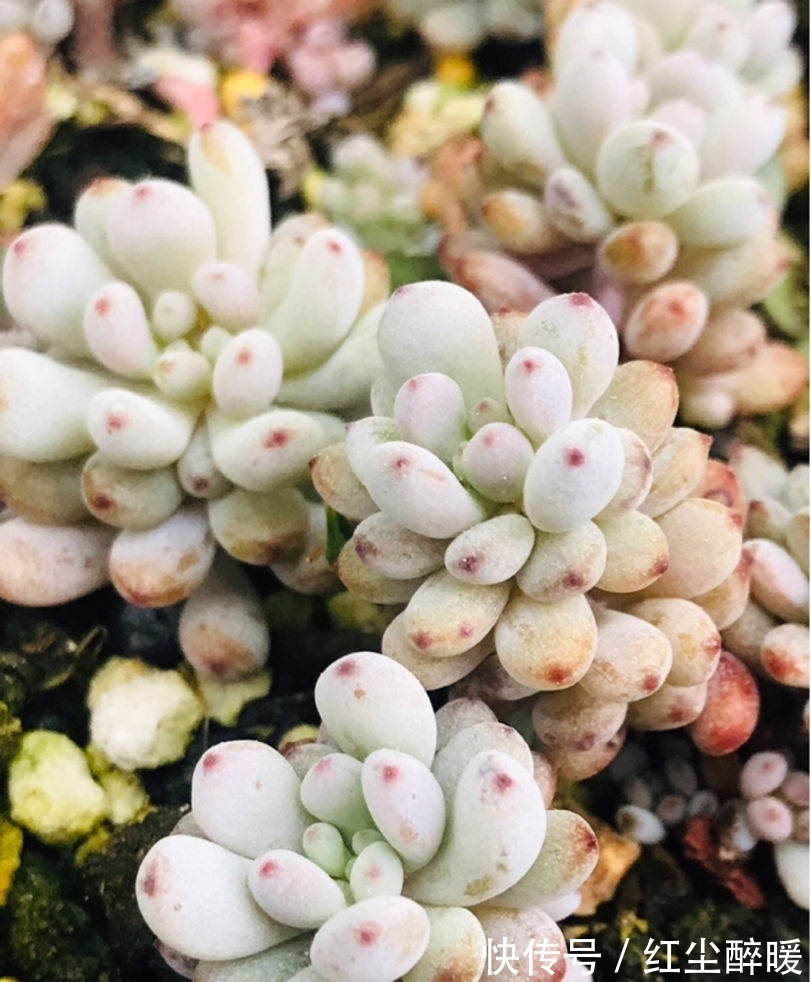 现在这个季节扦插多肉,只要温度合适,反而冬天长更快