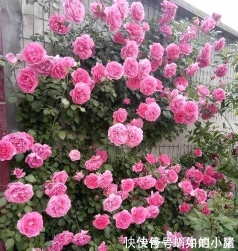 如果我有小院,一定会养这“3种花”,让小院变花园,年年看花