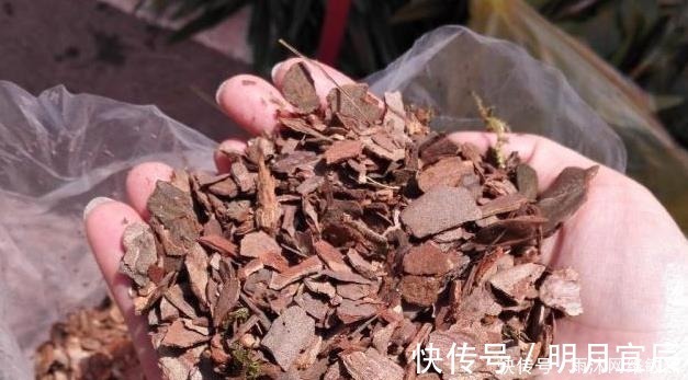 花友|爷爷养君子兰,把“它”垫在盆底,冒出“6个花苞”,叶片油绿!